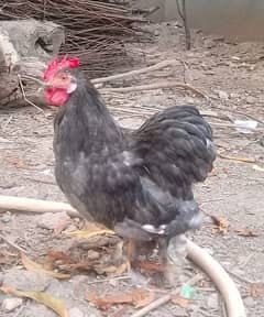 Bantam