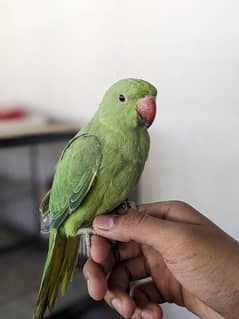 green ringneck