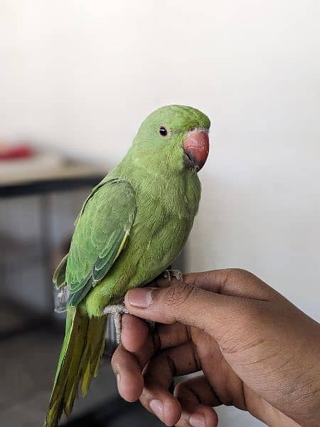 green ringneck 0