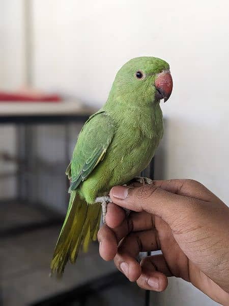 green ringneck 1