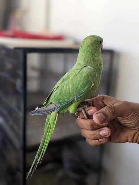 green ringneck 2