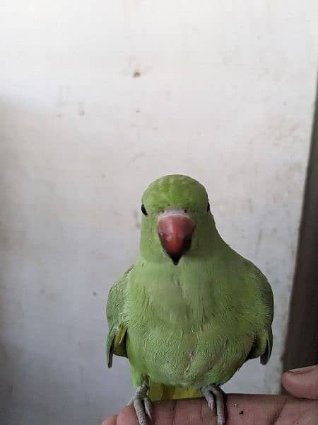 green ringneck 4