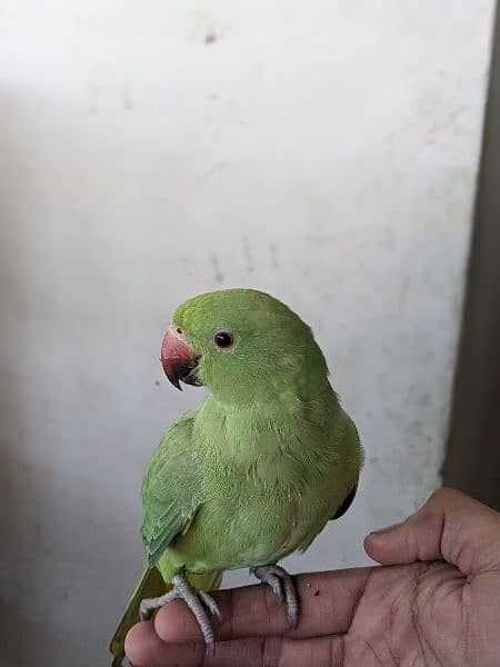 green ringneck 5