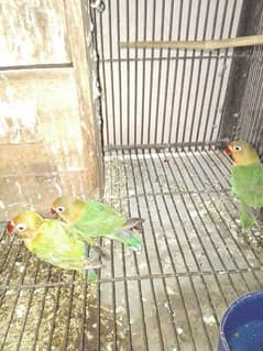 3 piece love birds green fisher but not good falling and 1 piece