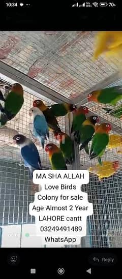 Lovebirds And Australian Parrots for sale