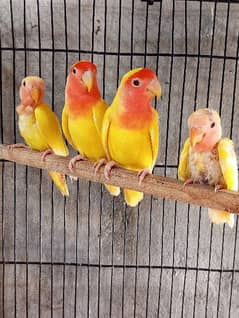 Common Letino Breeder pair with Chicks