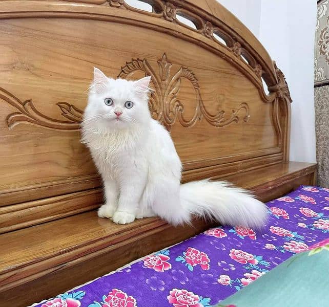 Persian Cats Available 03207679060 Whattsapp Contact me 4