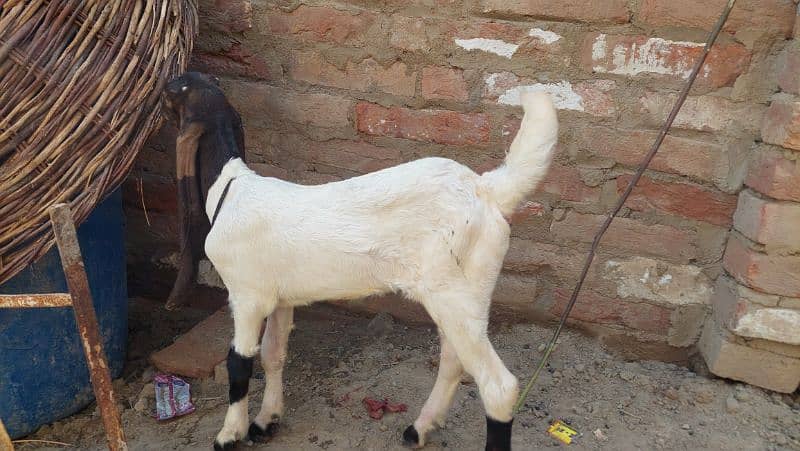 Gulabi Bakri 2 bacho ke sath 7