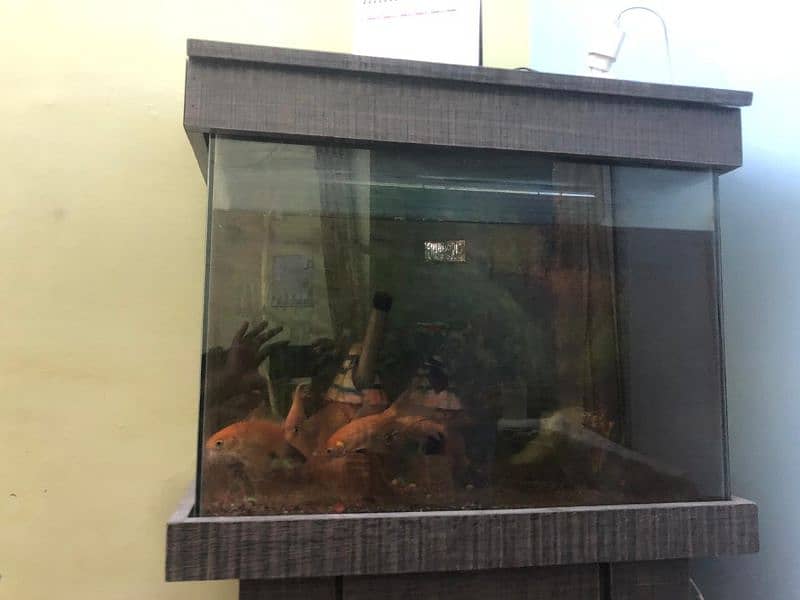 aquarium with fishes for sale 0