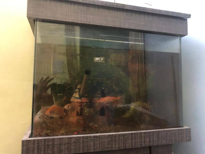 aquarium with fishes for sale 1