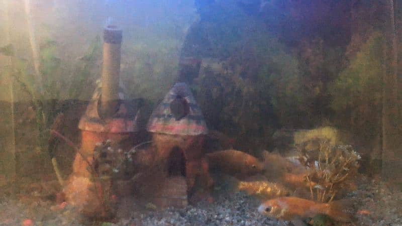 aquarium with fishes for sale 5