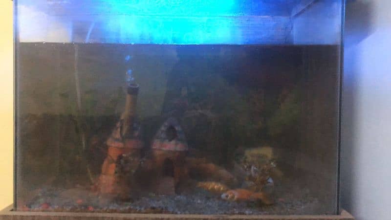 aquarium with fishes for sale 6