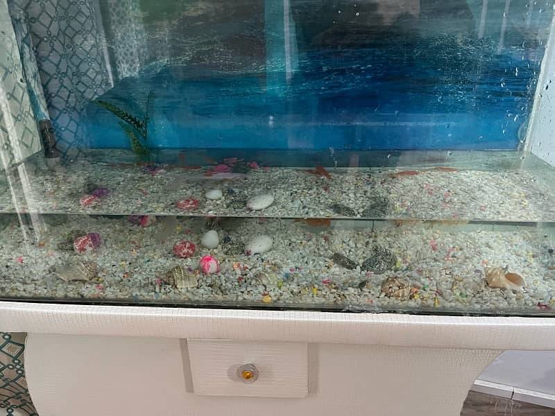 3 ft fish aquarium for sale with fishes 2