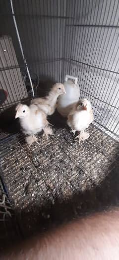 Golden heavy buff best quality chicks for sale