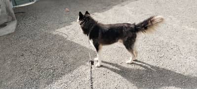 male huskey