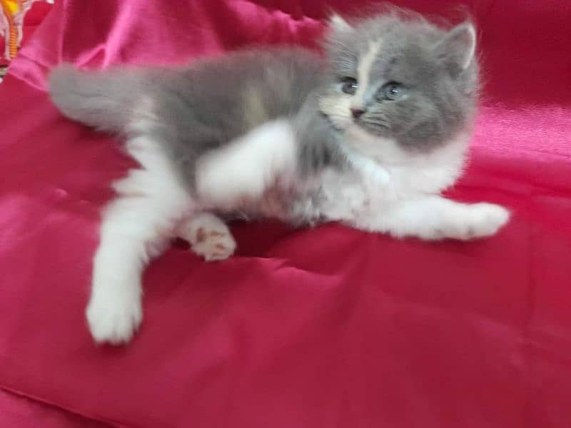 Persian Cats Available 03207679060 Whattsapp Contact me 1