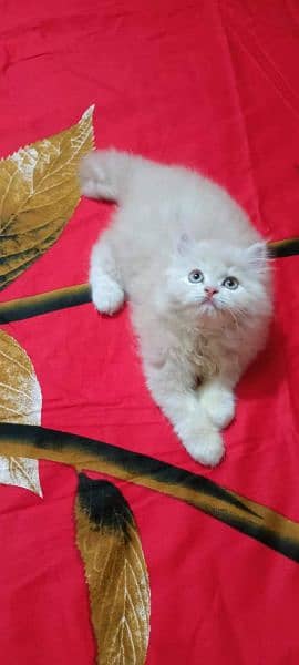 Persian Cats Available 03207679060 Whattsapp Contact me 4