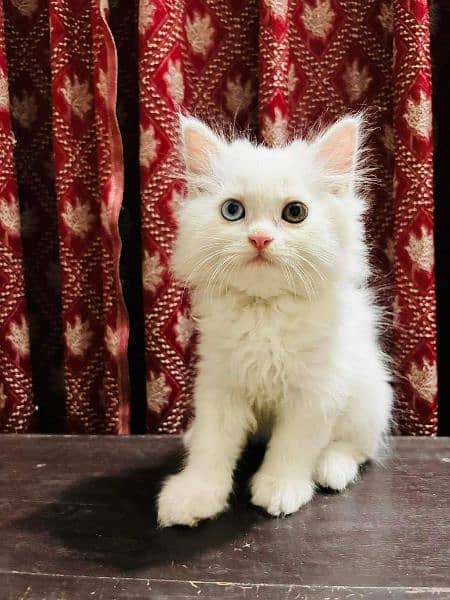 Persian Cats Available 03207679060 Whattsapp Contact me 1