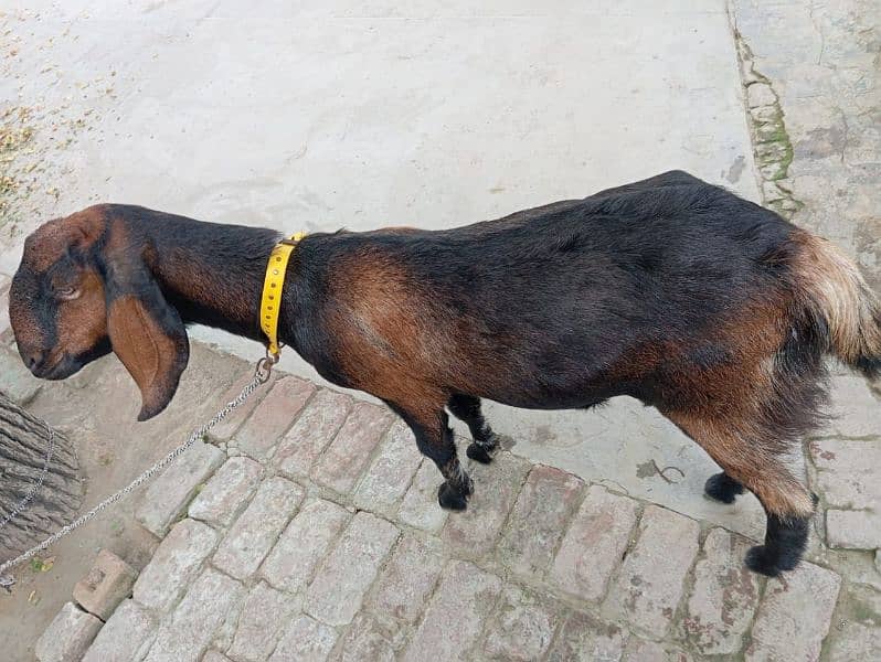 Desi brown goat for sale 2 years and 3 months 0