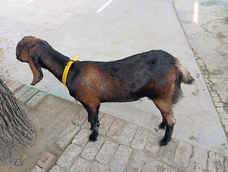 Desi brown goat for sale 2 years and 3 months 1