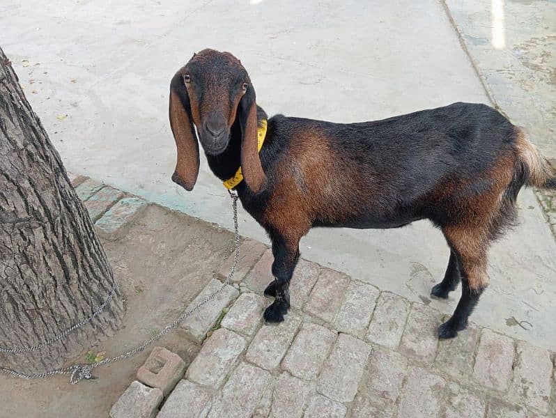 Desi brown goat for sale 2 years and 3 months 5