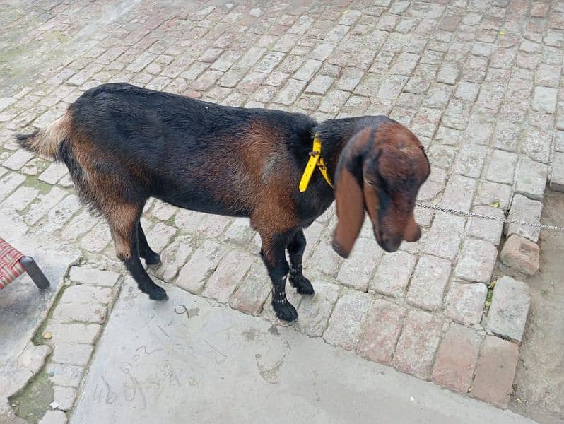 Desi brown goat for sale 2 years and 3 months 7