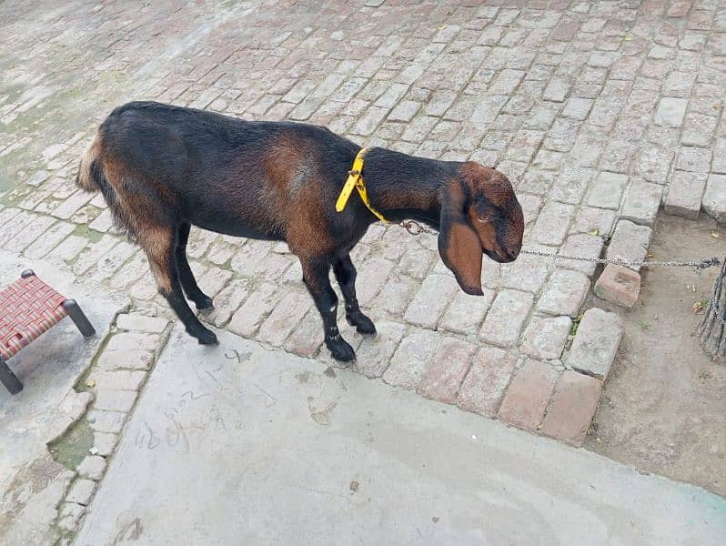 Desi brown goat for sale 2 years and 3 months 8