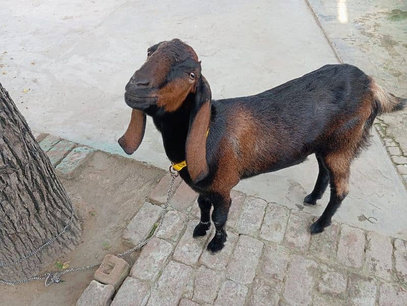 Desi brown goat for sale 2 years and 3 months 9