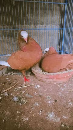 Red Mukhi Breeder  12000 Hogoromo breeding pair Rs5000 0