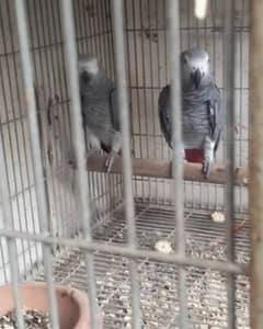 African Grey parrot male female 0