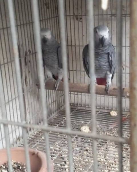 African Grey parrot male female 0