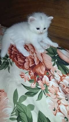 pinko cheenko  Doli Persian kittens available