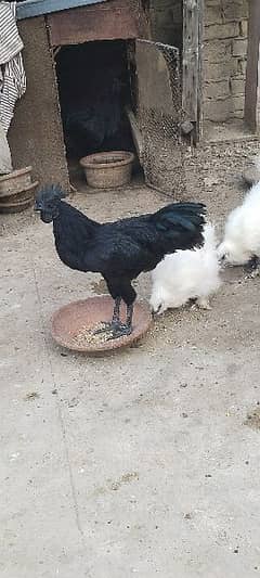 ayam cemani and silki