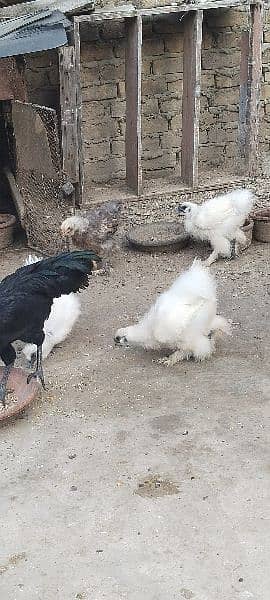 ayam cemani and silki 1