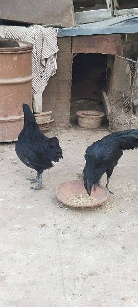 ayam cemani and silki 2