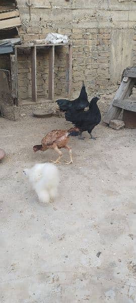 ayam cemani and silki 3