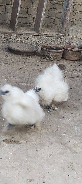 ayam cemani and silki 5