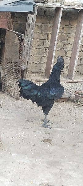 ayam cemani and silki 8