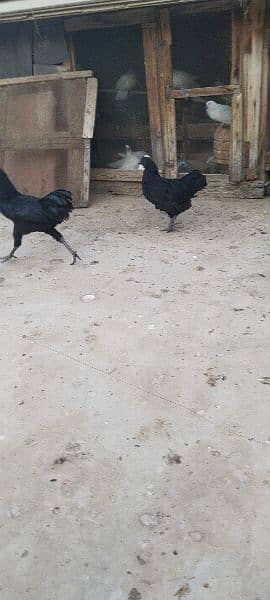 ayam cemani and silki 9