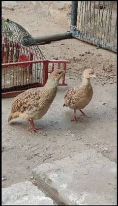 Irani teetar pair and lutino goldian finches