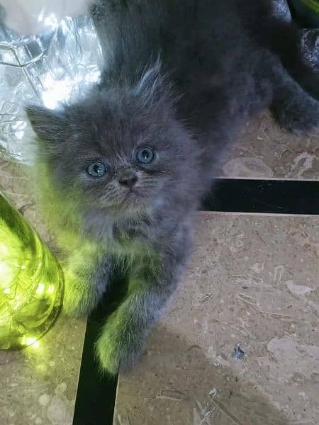 Persian Cats Available 03207679060 Whattsapp Contact me 4