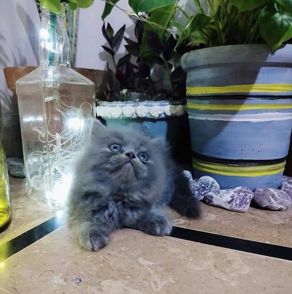 Persian Cats Available 03207679060 Whattsapp Contact me 6