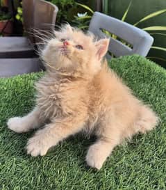 Triple coat Persian Kitten