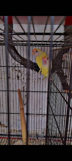 urgent sell cage b sell krna