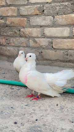 Indian fantail high quality breeder pair forsale