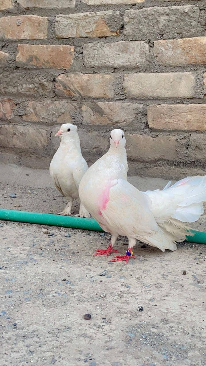 Indian fantail high quality breeder pair forsale 1