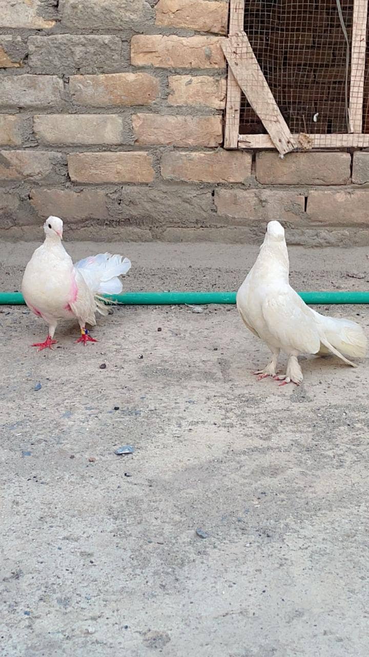 Indian fantail high quality breeder pair forsale 2