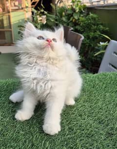 Pure Persian Kitten