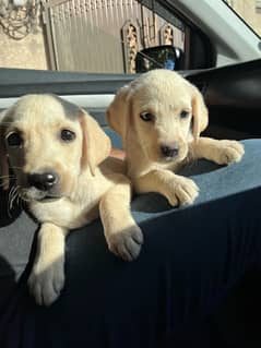 Labrador Breeder female with 2 Female pups