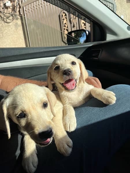 Labrador Breeder female with 2 Female pups 1